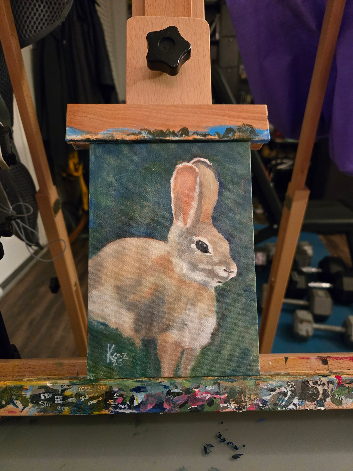 Rabbit in the grass.